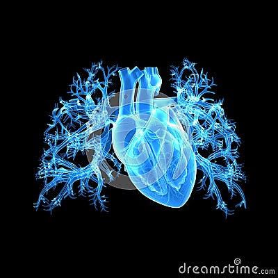 Human Heart Anterior view Stock Photo